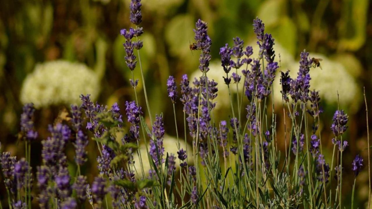 AreaSummer20KM AreaSummer20KM